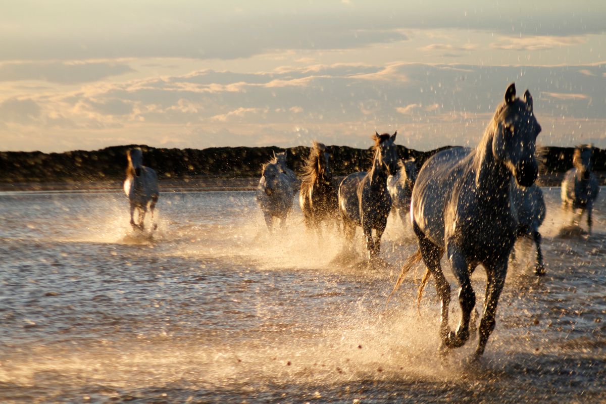 A herd of horses galloping through the surf on a beach at sunset